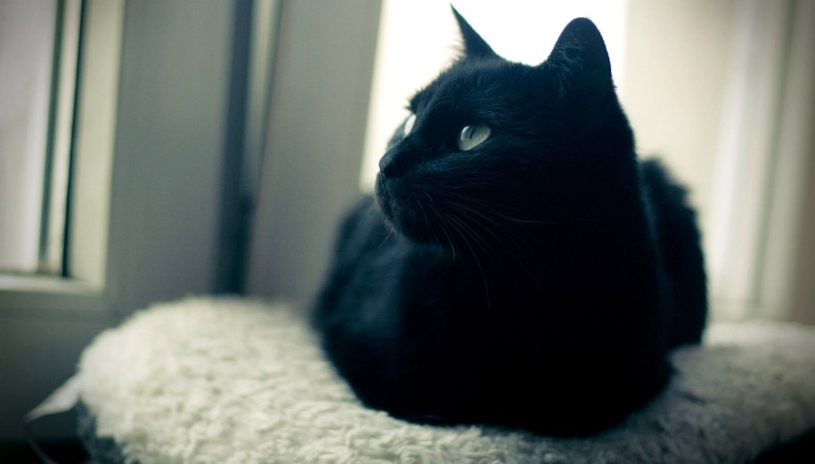 Nasz kot wie, że do niego mówimy /Maciej Nycz /RMF FM