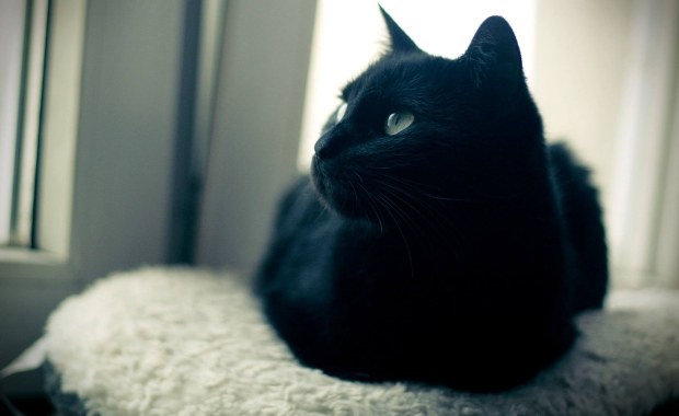 Nasz kot wie, że do niego mówimy