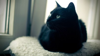 Nasz kot wie, że do niego mówimy