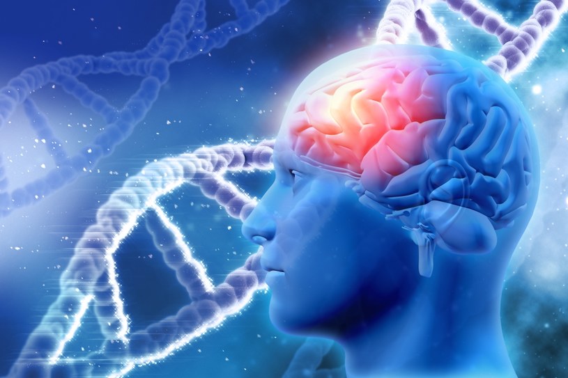 Nasze mózgi różnią się od mysich poziomem ekspresji genów /123RF/PICSEL