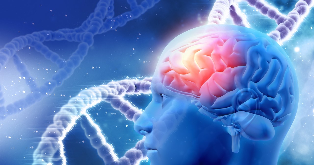 Nasze mózgi różnią się od mysich poziomem ekspresji genów /123RF/PICSEL