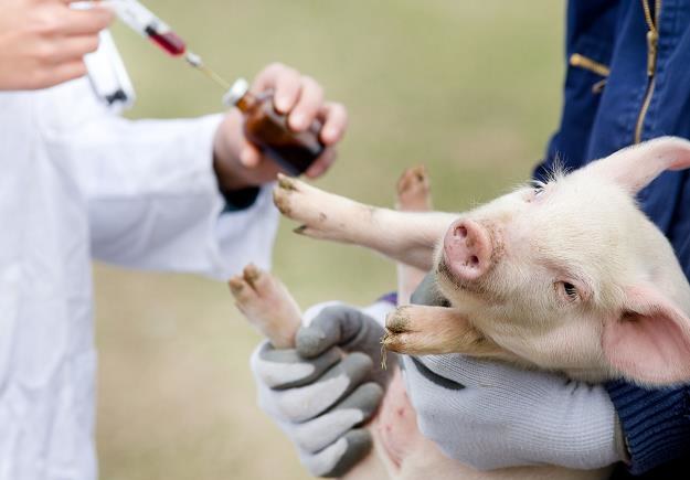 Nasze władze przegięły w sprawie chorych świń... /&copy;123RF/PICSEL