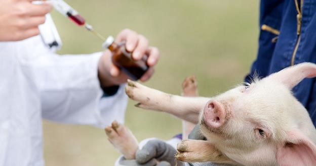 Nasze władze przegięły w sprawie chorych świń... /&copy;123RF/PICSEL