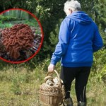 Natknęli się na "babie uszy". Leśnicy ostrzegają przed nimi co roku. „Czy warto ryzykować?"