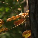 Natura wchodzi w nowy etap. Sezon migracji i przemian