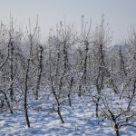 Naturalna ochrona drzew owocowych przed śniegiem. Bajecznie proste metody