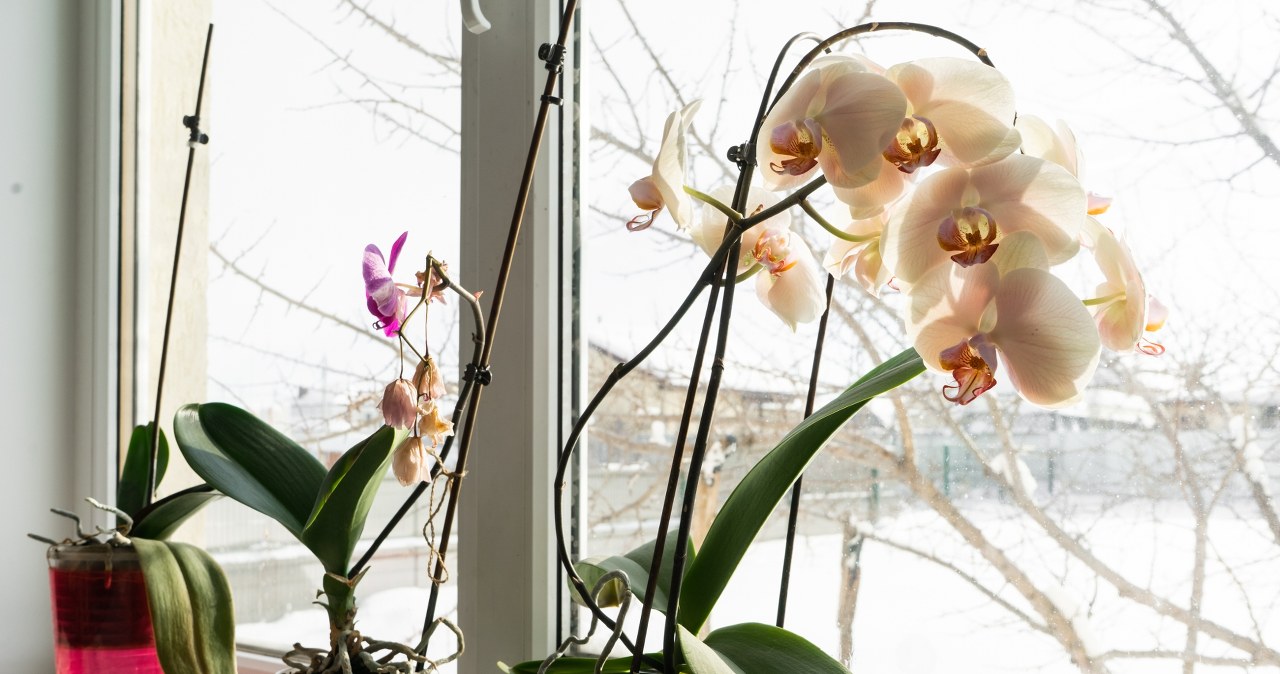 Naturalna odżywka dla storczyków. Odżywi i zapewni im bujny wzrost /Pixel