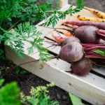 Naturalna tarcza dla warzywnika. Babcia zawsze miała te rośliny w ogrodzie