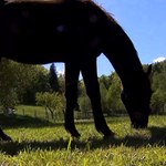 Naturalne kosiarki, czyli konie na wypasie