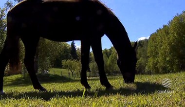 Naturalne kosiarki, czyli konie na wypasie