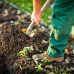 Naturalne metody zapobiegania chorobom grzybowym w ogrodzie i sposoby ich zwalczania