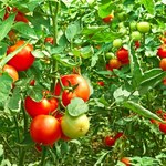 Naturalne opryski na pomidory: Jak wykonać?