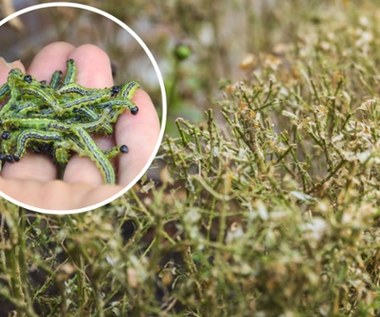 Naturalni wrogowie ćmy bukszpanowej: Zaproś ich do swojego ogrodu