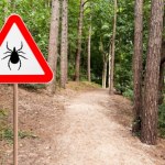 kleszcze Naturalni wrogowie kleszczy. To dzięki tym stworzeniom jest ich mniej