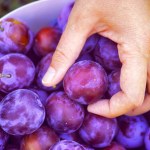 suszone śliwki Naturalnie wspiera mikrobiom jelitowy. Słodka alternatywa dla kefiru