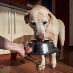 Naturalny "glutek", który wspiera trawienie, skórę i sierść. Dodaję regularnie do karmy psa