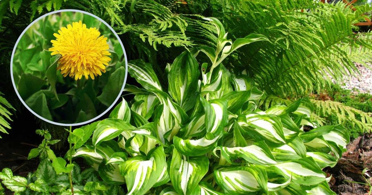 Naturalny nawóz do hostów można zrobić z popularnych roślin. /Jerzy ROMANOWSKI/East News /East News