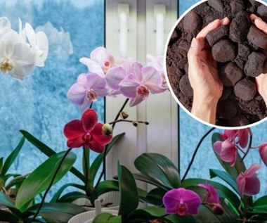 Naturalny nawóz do storczyków. Zachwycą bujnym i zjawiskowym kwitnieniem