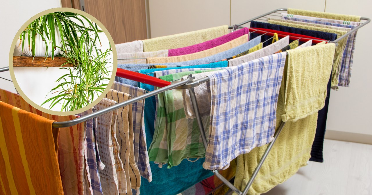 Naturalny pochłaniacz wilgoci. Postaw tę roślinę obok suszarki i rozwiąż uciążliwy problem w okresie jesienno-zimowym /Pixel