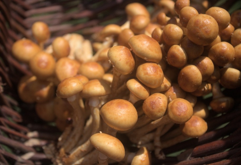 Przełom w walce z mikroplastikiem? Na pomoc przychodzi grzybowy śluz