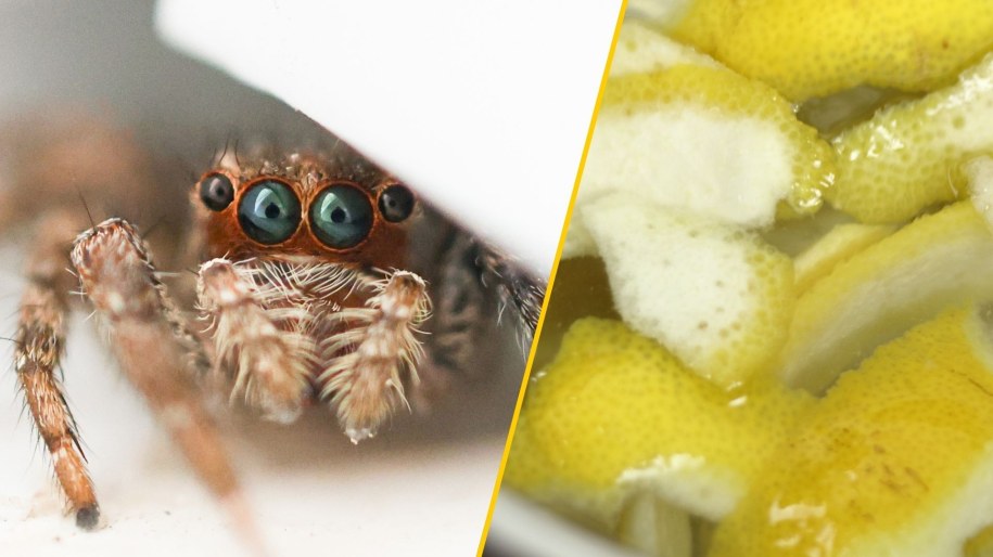 Naturalny sposób na pająki. Wystarczy cytryna i wrzątek! /Shutterstock