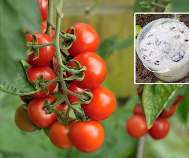 Naturalny wzmacniacz dla pomidorów. Podaj sadzonkom, a plony będą imponujące