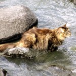 Nauczyli koty oswajać się z wodą. Korzyści zaskoczyły nawet naukowców