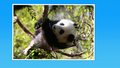 Nauka BEZ fikcji: Panda wielka