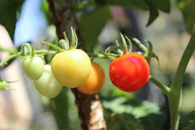 Naukowcom udało się nagrać odgłosy emitowane przez zestresowane krzewy pomidora /Shutterstock