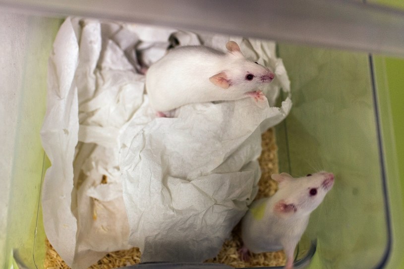 Naukowcom udało się odbudować u myszy grasicę. /AFP