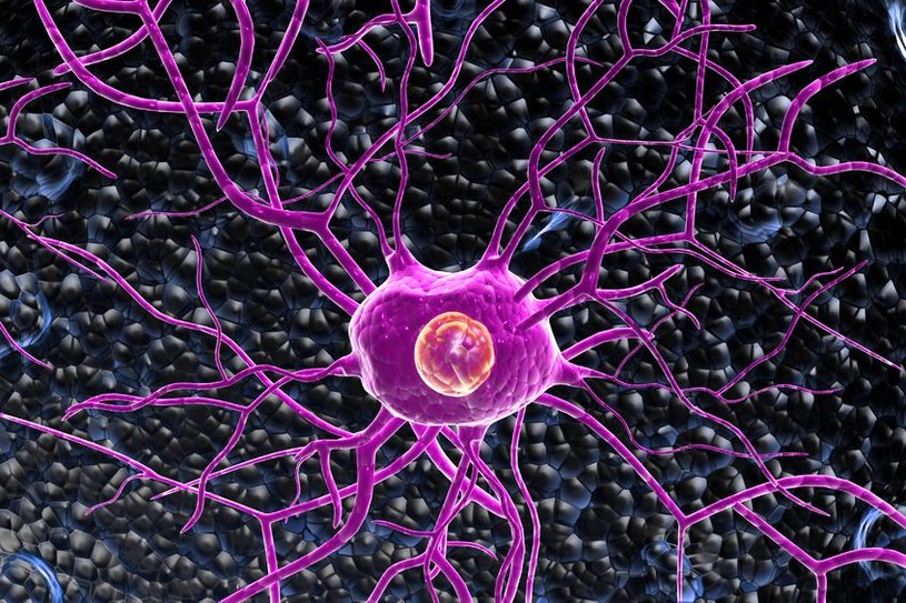 Naukowcom udało się stworzyć komórki nerwowe z kropli krwi /123RF/PICSEL