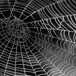 Naukowcom udało się uzyskać włókna mocniejsze od pajęczej sieci