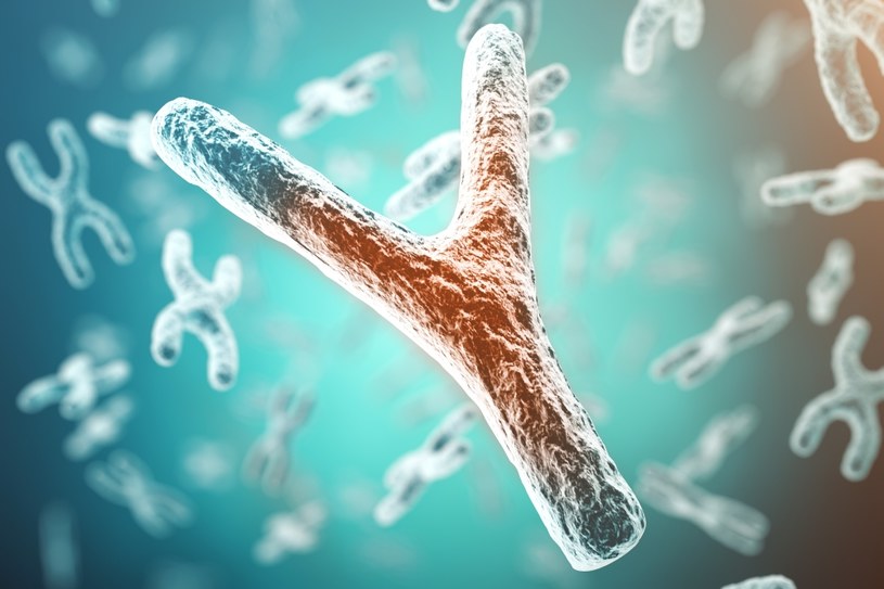 Naukowcom udało się w 100 procentach zsekwencjonować ludzki chromosom Y /rost9 /123RF/PICSEL