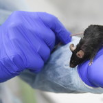Naukowcom udało się wydłużyć życie myszy. Kluczem jest białko 