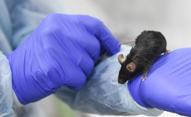 Naukowcom udało się wydłużyć życie myszy. Kluczem jest białko 