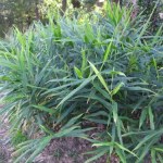 Naukowcom z Poznania udało się wyhodować "polski imbir". Ma inny smak