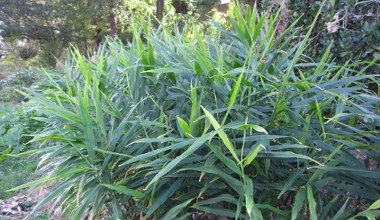 Naukowcom z Poznania udało się wyhodować "polski imbir". Ma inny smak