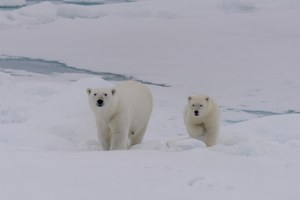 Naukowcy: Arktyka bez lodu może nadejść już w ciągu dekady
