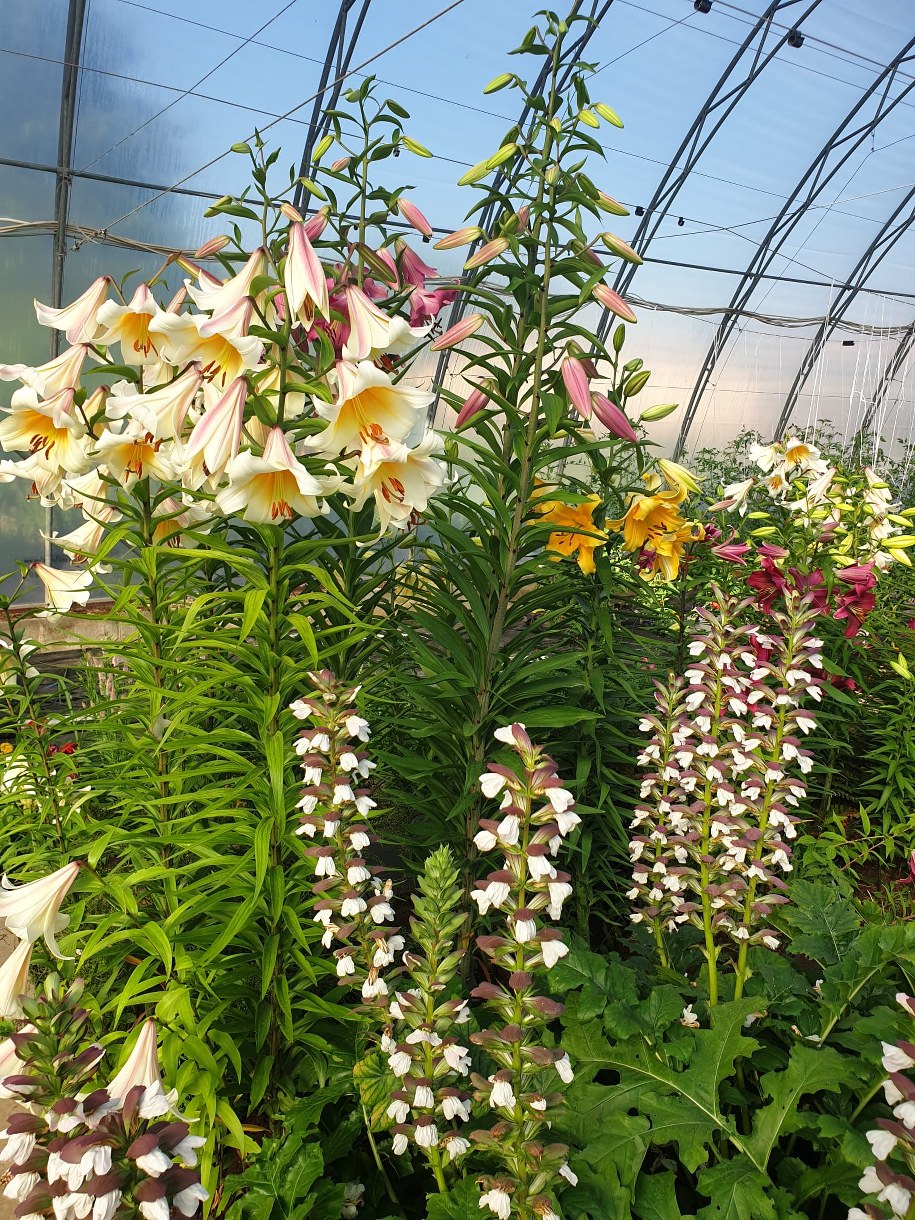 Naukowcy badają wpływ nanosrebra na wzrost lilii, a rezultaty są imponujące. /Zachodniopomorski Uniwersytet Technologiczny   /