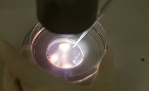 Naukowcy będą przewidywać IQ dziecka poczętego metodą in vitro?