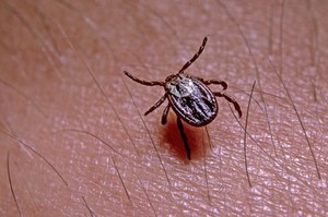 Naukowcy biją na alarm. Ostrzegają przed rzadką chorobą przenoszoną przez kleszcze