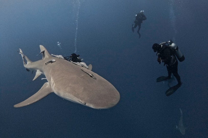 Naukowcy bronią rekinów. "Nie chcą mieć z nami nic wspólnego"