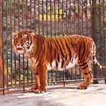 Naukowcy chcą wskrzesić tygrysy kaspijskie