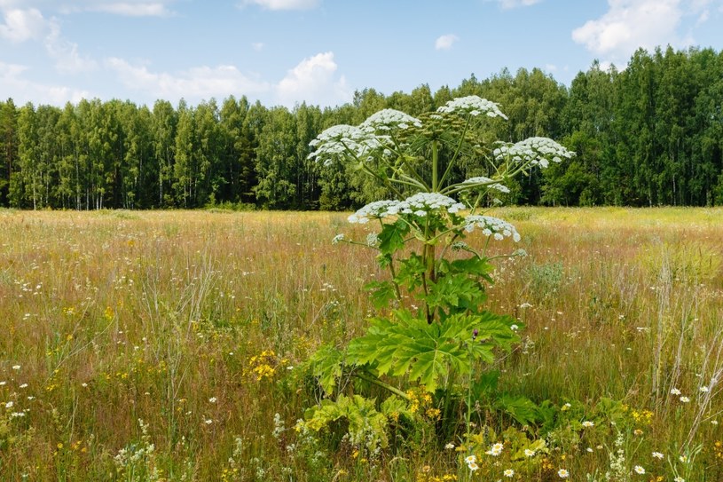 Naukowcy dowiedli, że barszcze (np. barszcz Sosnowskiego) są groźne nie tylko dla ludzi. Te inwazyjne gatunki zagrażają także różnorodności gatunków ptaków /123RF/PICSEL