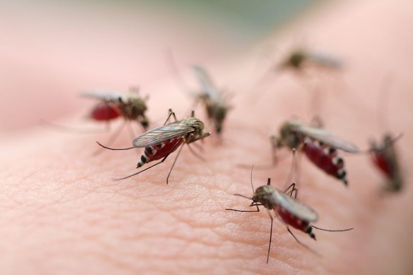 Naukowcy już wiedzą jak pokonać malarię /123RF/PICSEL