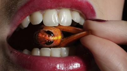 Naukowcy już wiedzą: Robale są jedzeniem przyszłości