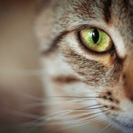 Naukowcy: Koty mogą zarazić się koronawirusem od człowieka i przekazać go innym kotom