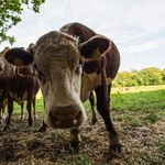 Naukowcy: Krowy mogą nas uratować przed zalewem plastiku