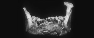 Naukowcy mogli odkryć najstarsze szczątki człowieka w Europie