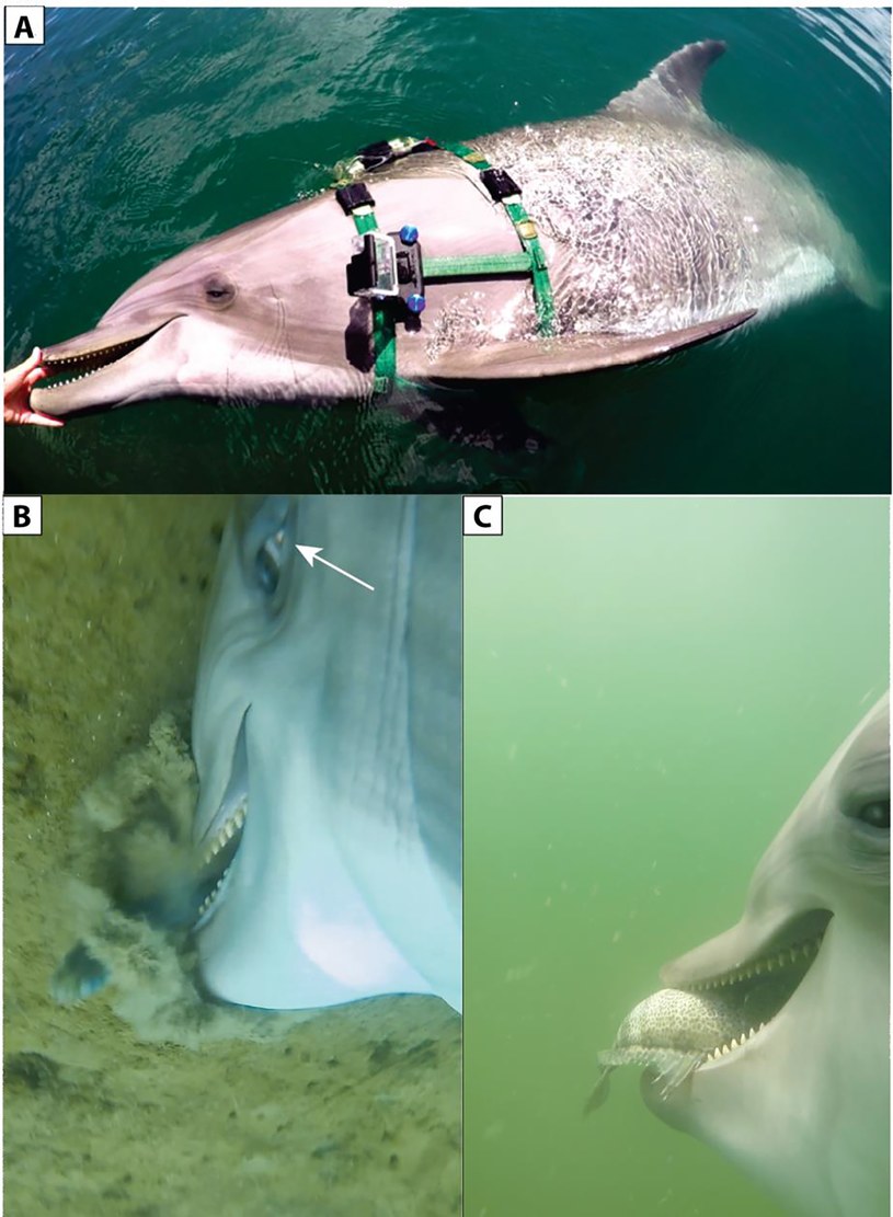 Naukowcy musieli prześledzić materiał filmowy, który trwał aż sześć miesięcy, aby dowiedzieć się czegoś więcej o sposobach polowania delfinów /Ridgway S, Dibble DS, Baird M (2022) Sights and sounds dolphins, Tursiops truncatus preying on native fish of San Diego Bay and offshore in the Pacific Ocean. PLoS ONE 17(8): e0265382/ OPEN ACCESS /materiały prasowe